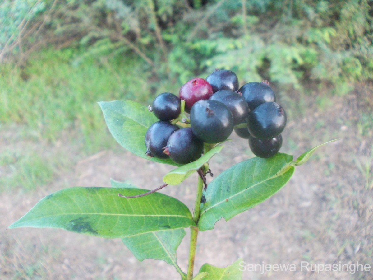 Ixora coccinea L.